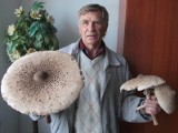 Ogromne grzyby rosną w Świętokrzyskiem. Czytelnik pochwalił się kanią - gigantem (zdjęcia) 