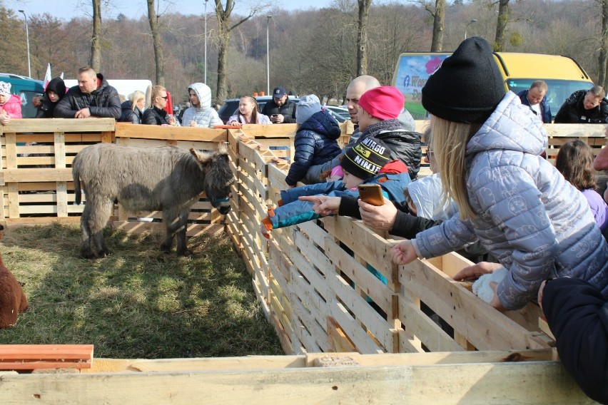 Piknik rolniczy na terenach podożynkowych w Koszalinie.