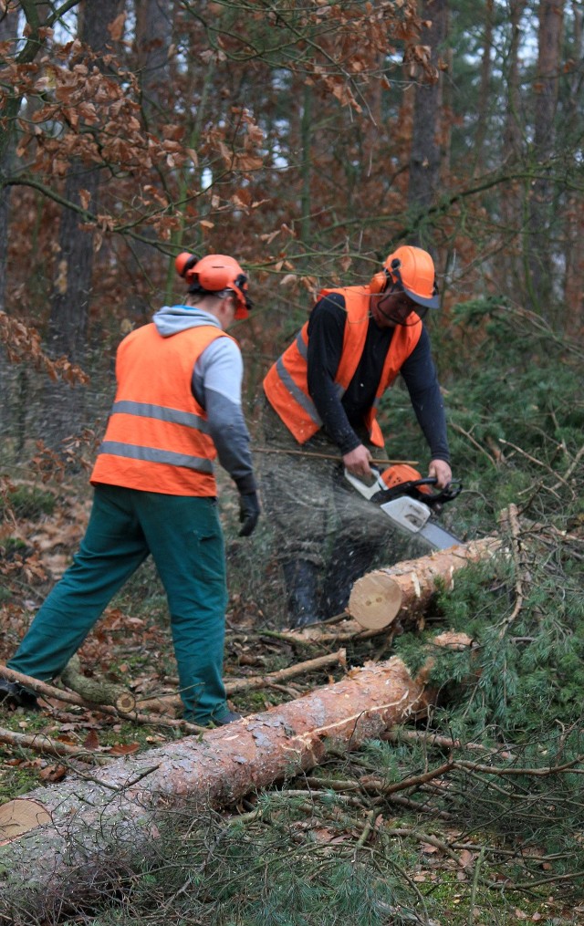 Od czwartku do 18 grudnia drwale będą wycinali drzewa przy ul. Południowej w Grudziądzu