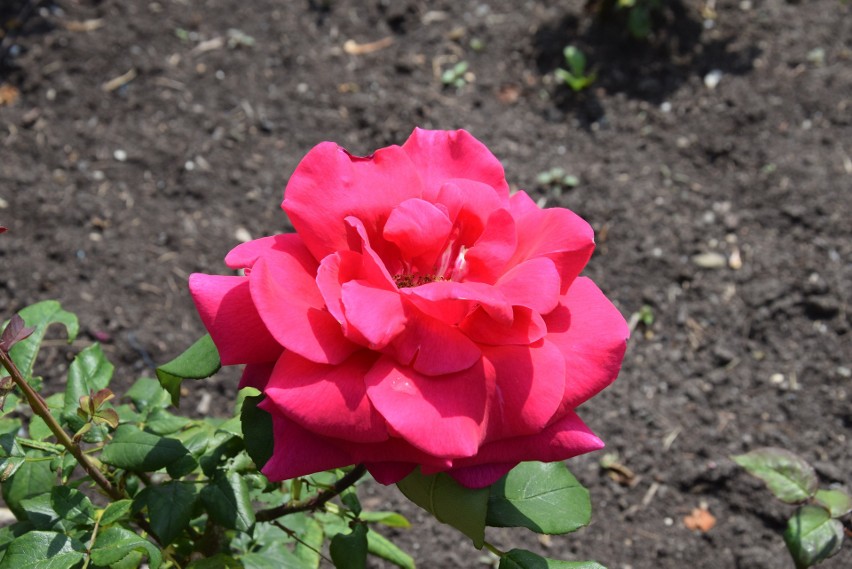 W Rosarium kwitną róże. Pięknie się prezentują