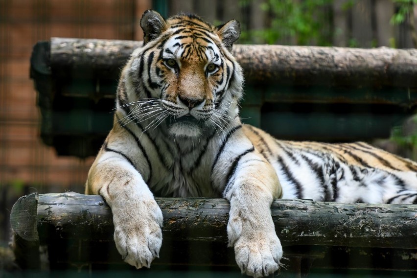 Tygrys amurski z gdańskiego zoo