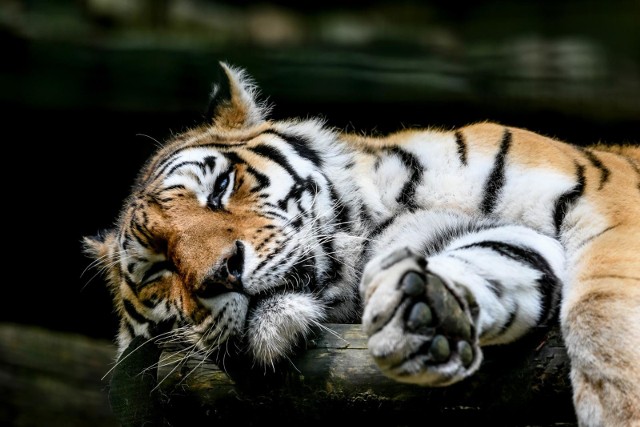 Tygrys amurski z gdańskiego zoo