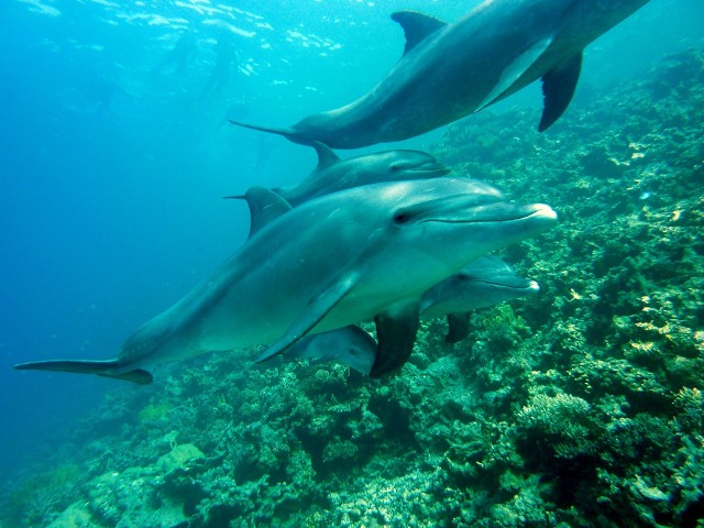 Najczęstszą przyczyną zgonów delfinów z Morza Czarnego są krwotoki wewnętrzne