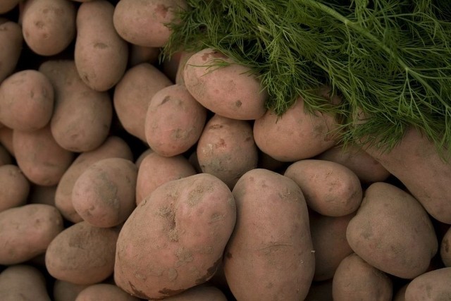 Kto chce sprzedawać ziemniaki, musi złożyć plan w inspekcji ochronyRolnicy uprawiający ziemniaki powinni przygotować roczny plan produkcji. Trzeba go złożyć w inspektoracie ochrony roślin