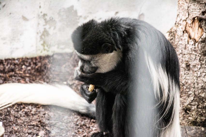 Śląski Ogród Zoologiczny w Chorzowie wytypował dla nas Rose...