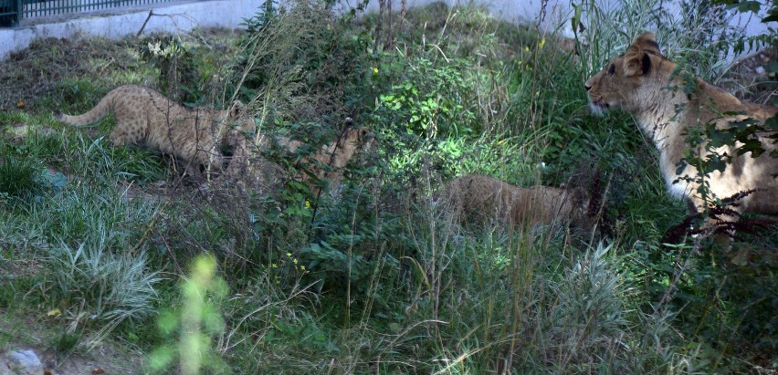 Prezentacja gdańskich lwiątek w oliwskim zoo