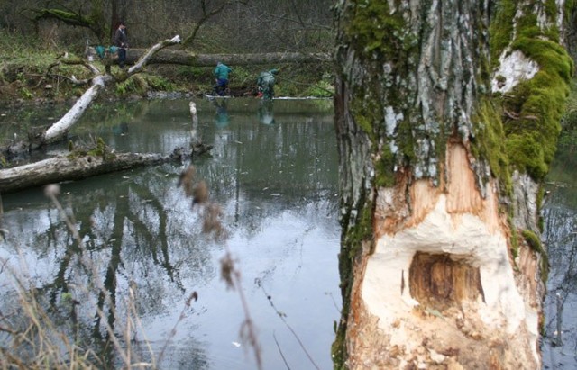W Bieszczadach likwidują tamy bobroweNa terenie Bieszczad trwa akcja udrazniania koryt potoków i rzek z tam bobrowych. Na terenie województwa zyje okolo 5 tysiecy bobrów.