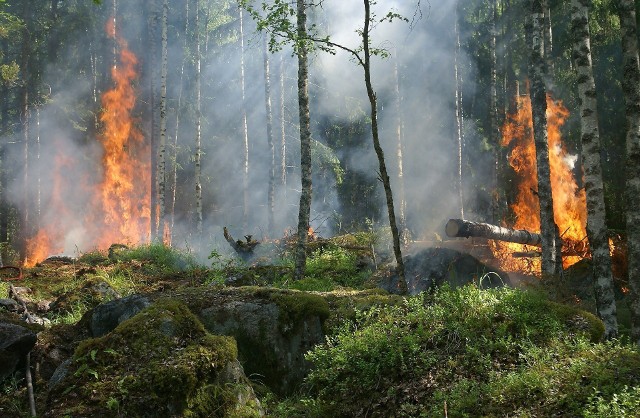 Już kilkadziesiąt hektarów lasów strawiły płomienie w Parku Narodowym Czeska Szwajcaria