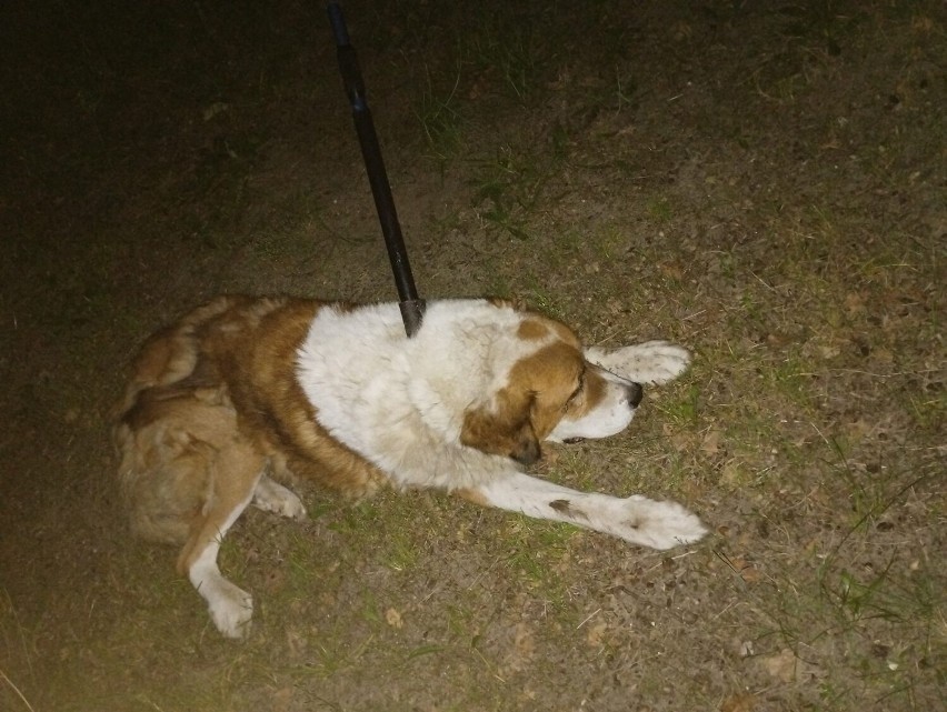 Skrajnie wyczerpany pies znajdował się na ogrodzonej...
