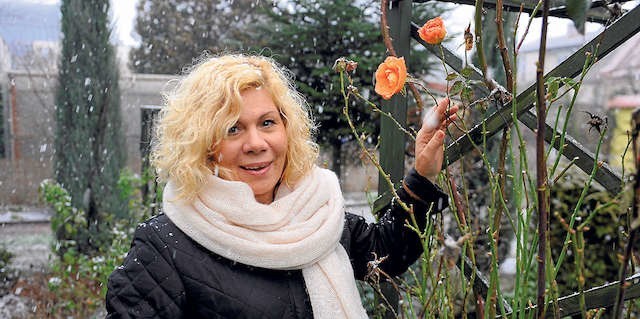 W sobotę w ogrodzie  Lili (na zdjęciu) i Cezarego Bruzdowskich zakwitły róże. Tak prezentowały się we wtorek podczas padającego śniegu