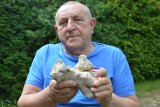 Nowe znalezisko historyka - amatora z Łącznej. Czy Jacek Kwiecień odnalazł kość dinozaura?