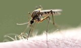 Solec-Zdrój i Nowy Korczyn walczą z plagą komarów. Potrzebne wsparcie "z góry"
