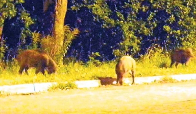 Archiwalne zdjęcie dzików na koszalińskim Rokosowie. Teraz sytuacja się powtarza - zwierzęta podchodzą bardzo blisko domów.