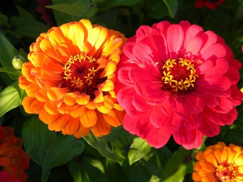 Cynie mają kwiaty w wielu kolorach i długo kwitną.