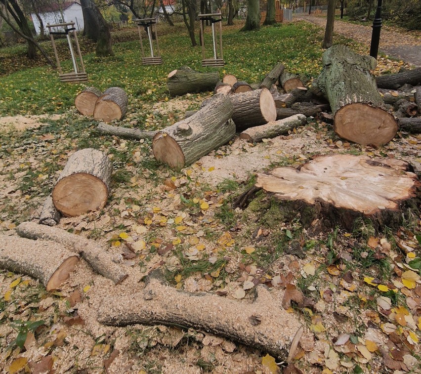 Tyle zostało po dorodnej, 100-letniej lipie w parku...