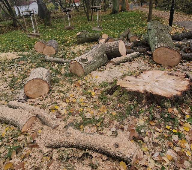 Tyle zostało po dorodnej, 100-letniej lipie w parku Bieńkowickim.