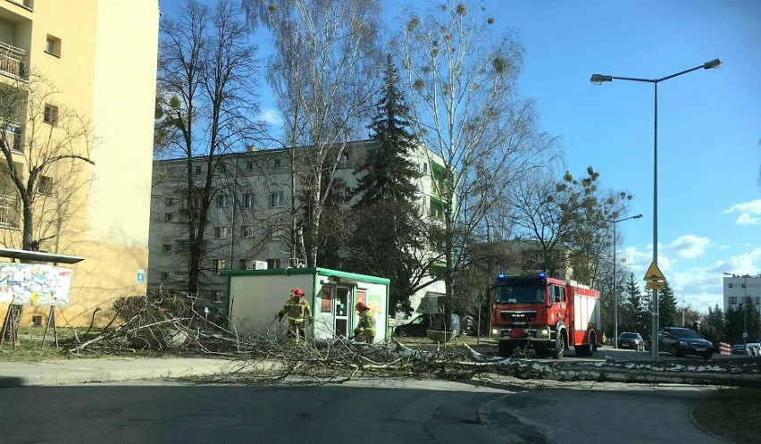 Usuwanie powalonych drzew na ulicy Waryńskiego na osiedlu...