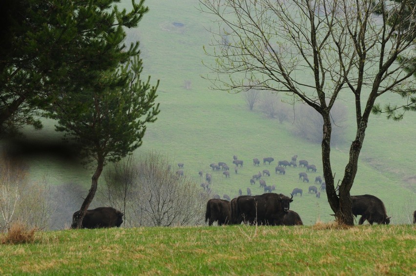 W Bieszczadach z roku na rok przybywa żubrów. W stadzie...