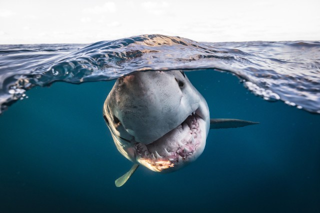 W kategorii Brytyjski Fotograf Podwodny pierwsze miejsce zajął Matty Smith, autor zdjęcia ukazującego żarłacza białego u wybrzeży Australii Południowej.