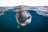 Underwater Photographer of the Year 2022. Taniec gigantów i żarłacz. Zobacz najlepsze zdjęcia podwodnego świata!