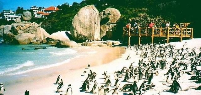 Na Plaży Pingwinów