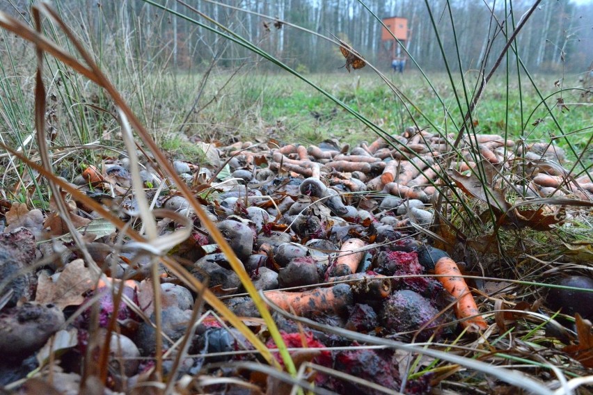 Nęcisko - do zwabienia dzików - znajduje się na skraju lasu,...