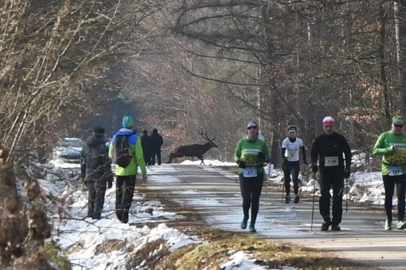 VII Oleszyce Półmaraton i VI Oleszyce Nordic Walking (n. 11,...