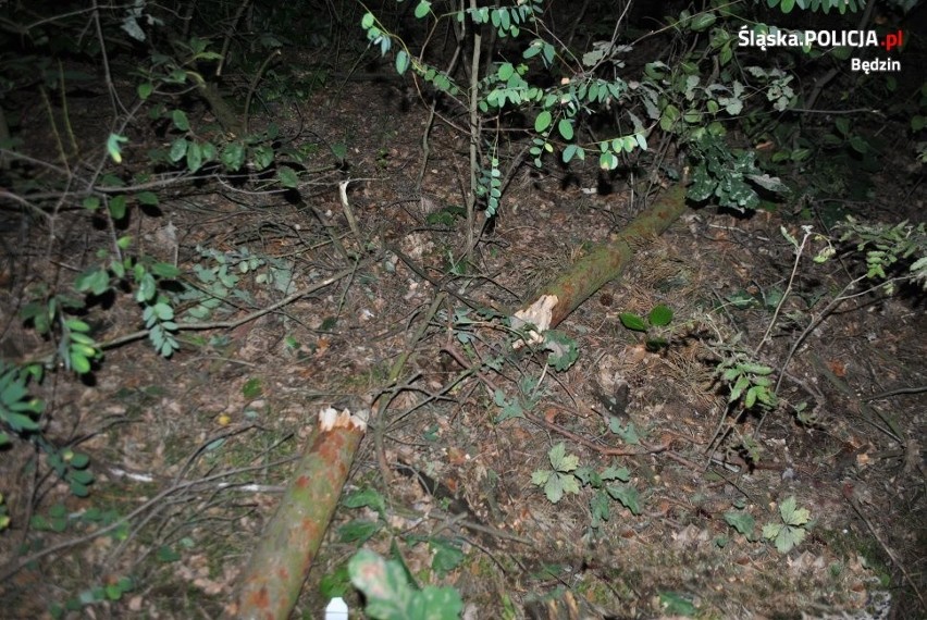 Tragedia w lesie: pień ścinanego drzewa zabił kobietę