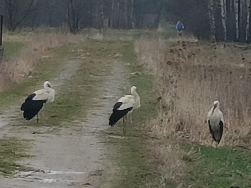 Bociany wróciły na Podlasie na dobre! Zobacz zdjęcia czytelnika