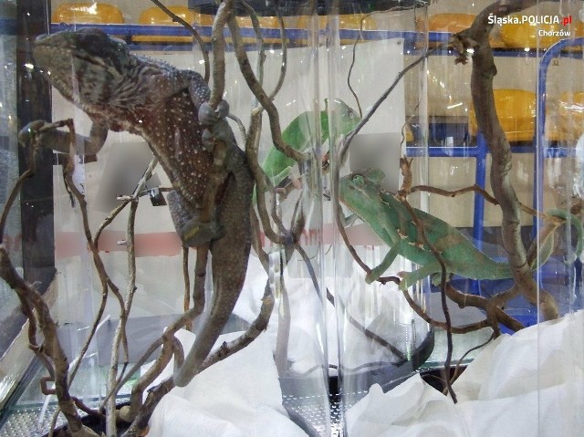 Chorzowscy policjanci podczas wystawy egzotycznych zwierząt zabezpieczyli trzy nielegalne przetrzymywane kameleony.