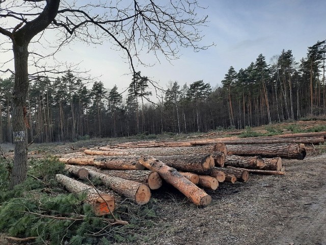 Od ub. roku w lasach znajdujących się w obrębie Nadleśnictwa Chrzanów na terenie gminy Chełmek trwa wycinka. Mieszkańcy są zbulwersowani jej skalą