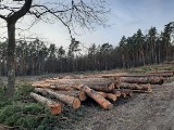 Protest mieszkańców Chełmka w obronie lasów na terenie gminy. Są oburzeni skalą wycinki prowadzonej przez Nadleśnictwo Chrzanów [ZDJĘCIA]