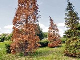 Szczecinek: Drzewa nie przeżyją przenosin 