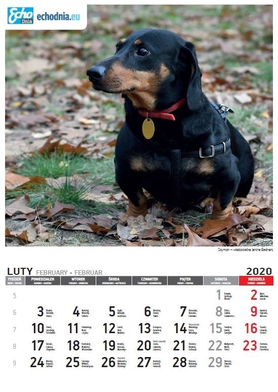 Już 12 grudnia z Echem Dnia unikatowy kalendarz Pupile 2019. Rozpoznajesz te zwierzaki? (ZDJĘCIA)