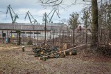 Wycięto stare drzewa w Gdańsku. Kłopoty może mieć zarówno deweloper, jak i gdańscy urzędnicy