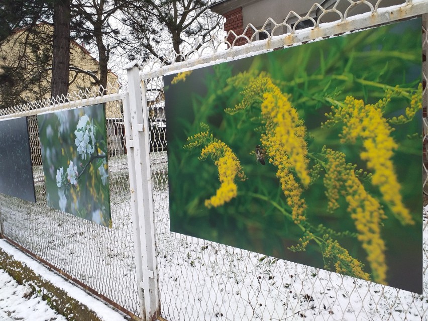 Zdjęcia wiszą na ogrodzeniu posesji przy ul. Słowackiego...