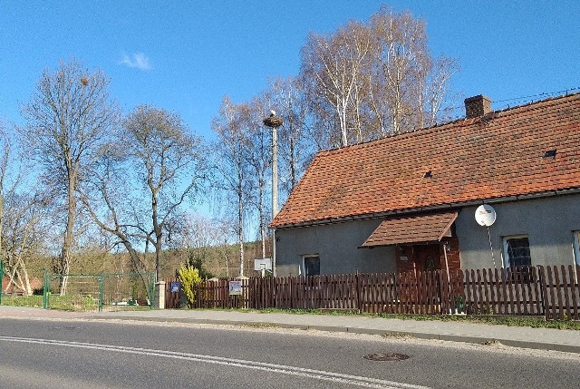 We wtorek, 2 kwietnia, wczesnym rankiem można było zobaczyć bociana na gnieździe przy kościele w Nowym Kisielinie. Ptak doprowadzał do ładu swoje upierzenie, by potem ruszyć na pobliskie łąki w poszukiwaniu pożywienia. W piątek Czytelnik zaobserwował bociana w pobliżu drogi S3 niedaleko Sulechowa. Przesłał nam zdjęcia oraz wideo. Jak wygląda sytuacja w waszej okolicy? Czy bociany zameldowały się w swoich gniazdach? Dajcie nam znać, przyślijcie zdjęcia na glonline@gazetalubuska.pl lub na naszym profilu na Facebooku. 