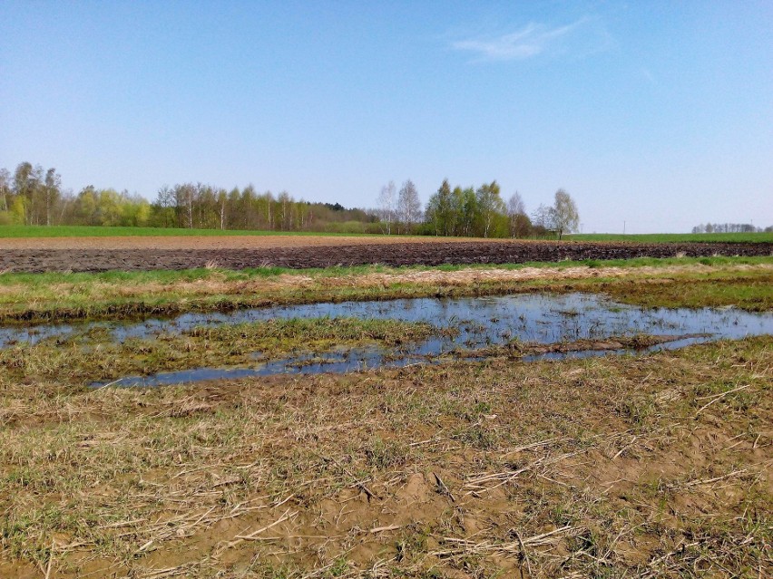 Kwiecień na Kujawsko-Pomorskich polach