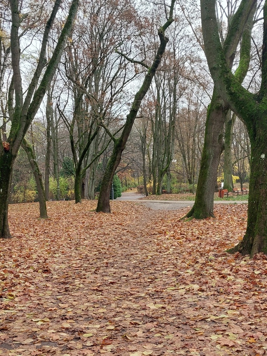 Park Planty w jesiennym wydaniu jest piękny. Ciężko o lepsze miejsce na spacer w Białymstoku. Malowniczo i uroczo. Zobacz zdjęcia