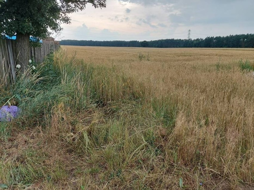 Zwłoki mężczyzny znaleziono w zbożu, niedaleko drogi prowadzącej do lasu w gminie Oborniki