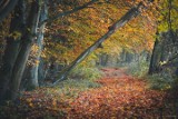 Piękna polska złota jesień. Zobacz zdjęcia jesiennych krajobrazów od naszych Czytelników!