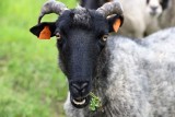 Ekologiczne kosiarki dbają o Gorzowskie Murawy. Owce znów dostały pracę w rezerwacie!