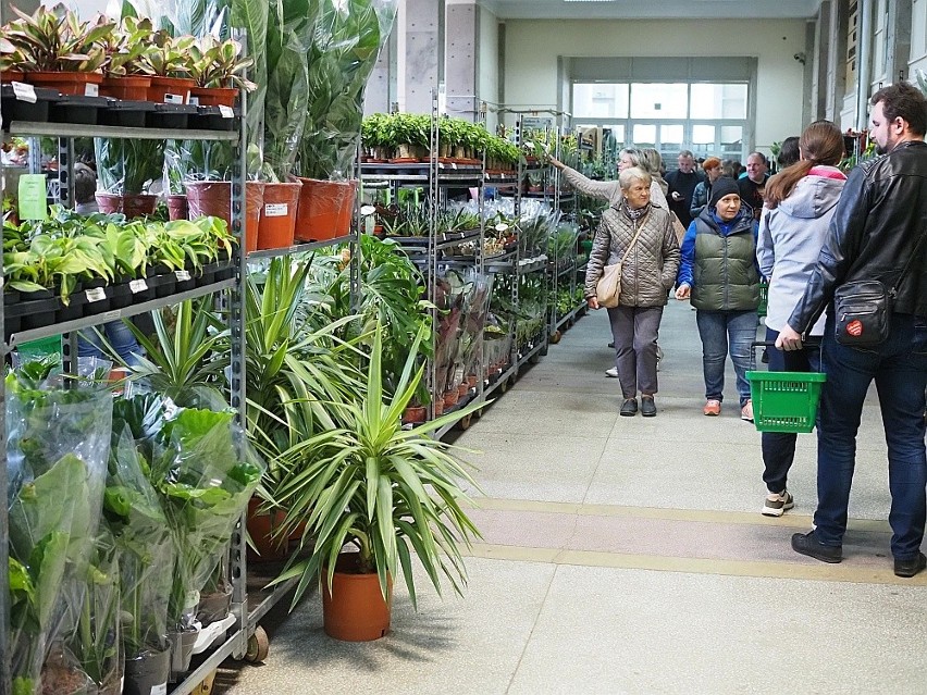 Zielone szaleństwo w hali Sportowej w Łodzi. Łodzianie kupują całe koszyki egzotycznych roślin doniczkowych