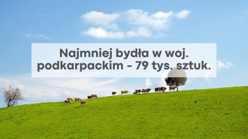 Najmniej bydła w 2020 roku pojawiło się w województwie...