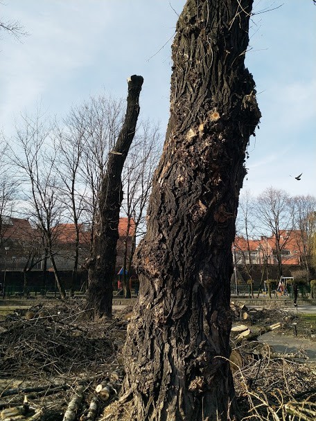 Wycinka drzew na placu Andrzeja w Katowicach ZDJĘCIA Internauci nie kryją oburzenia