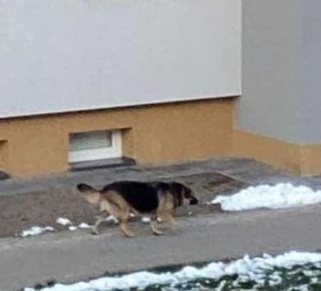 We Włodawie po ulicach biegały luzem duże, agresywne psy. Właścicieli ukarano mandatami