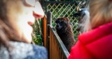 Naukowcy z Wrocławia badają, czy wizyty w zoo poprawią zdrowie seniorów