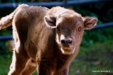 Śliczny żubr urodził się we wrocławskim zoo (ZOBACZ)