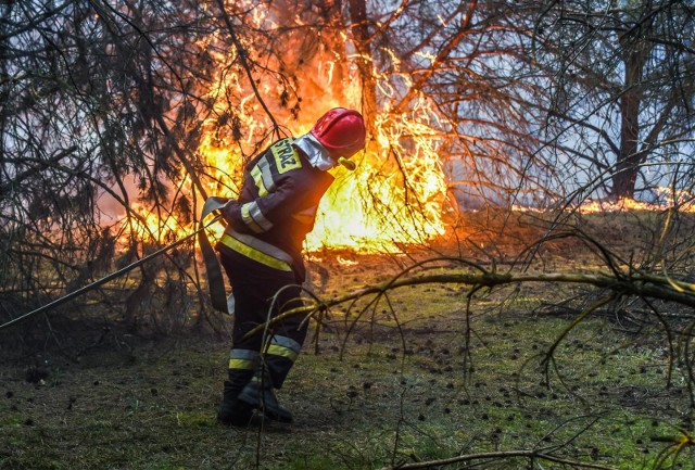 W lasach jest nieprawdopodobnie sucho, wilgotność ściółki spadła do niebezpiecznego poziomu. W takich warunkach wystarczy chwila nieuwagi i strażacy oraz leśnicy mogą mieć pełne ręce ciężkiej pracy.