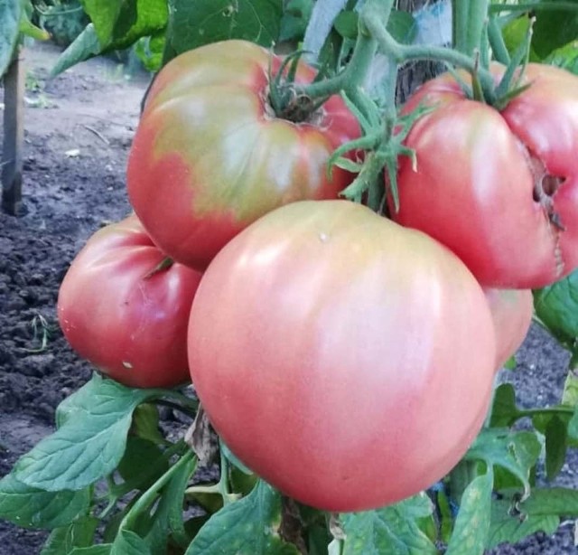 - Poproszę kilogram pomidorów. – Nie ma takiej możliwości, przecież pomidora nie rozkroję – mógłby powiedzieć mieszkaniec Chynowa, gdyby sprzedawał plony ze swojego ogródka. A w tym roku są one niezwykle okazałe.